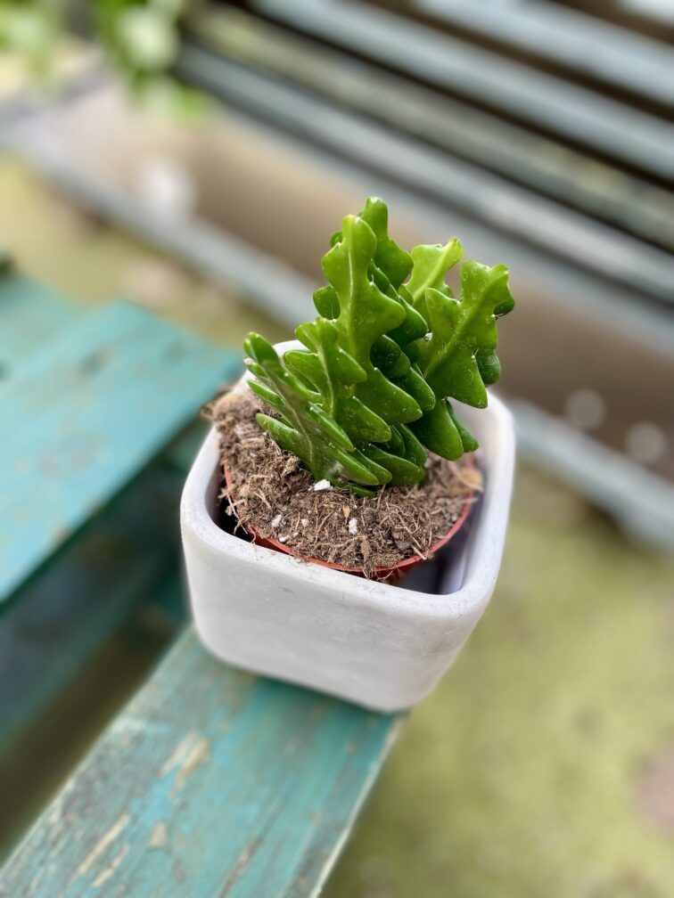 Zdjęcie rosliny doniczkowej Epiphyllum anguliger, ujęcie 3