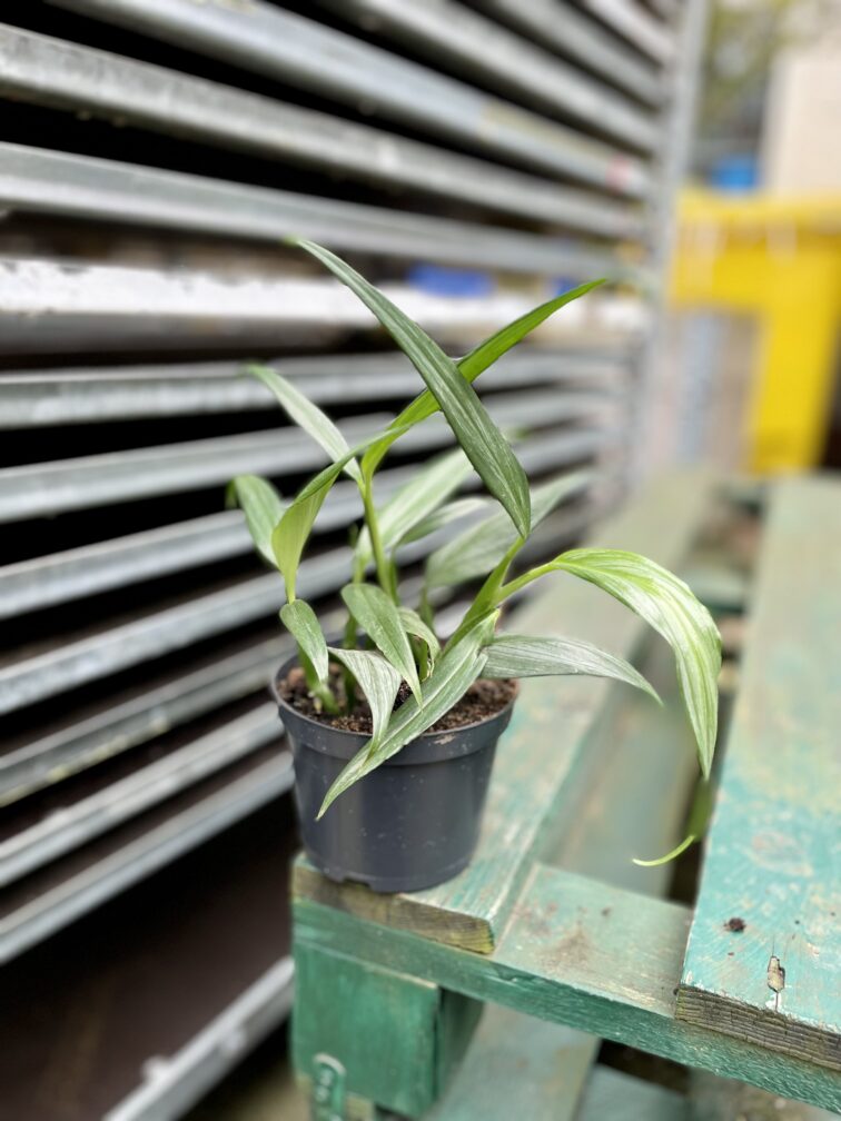 Zdjęcie rosliny doniczkowej Epipremnum amplissimum Silver Stripe, ujęcie 3