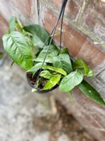 Zdjęcie rosliny doniczkowej Epipremnum pinnatum variegata, ujęcie 1