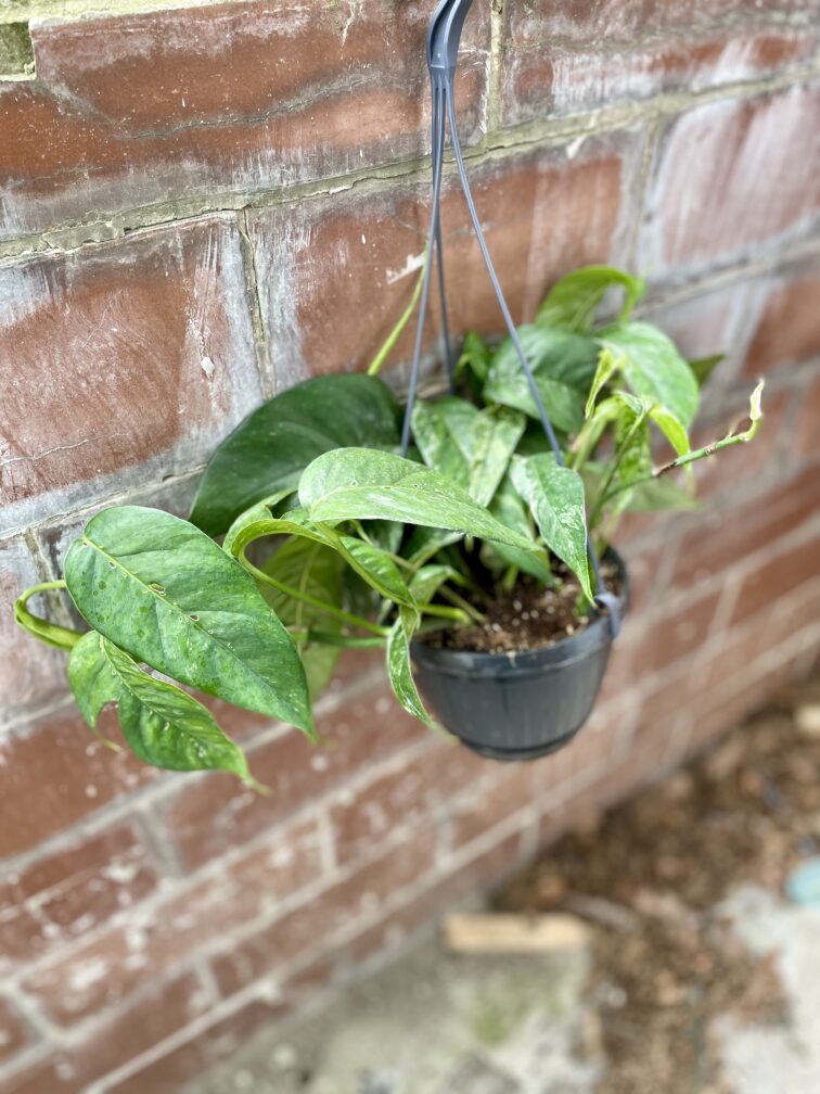 Zdjęcie rosliny doniczkowej Epipremnum pinnatum variegata, ujęcie 2