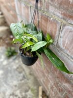 Zdjęcie rosliny doniczkowej Epipremnum pinnatum variegata, ujęcie 3