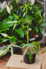 Zdjęcie rosliny doniczkowej Fatsia Green Fingers, ujęcie 1
