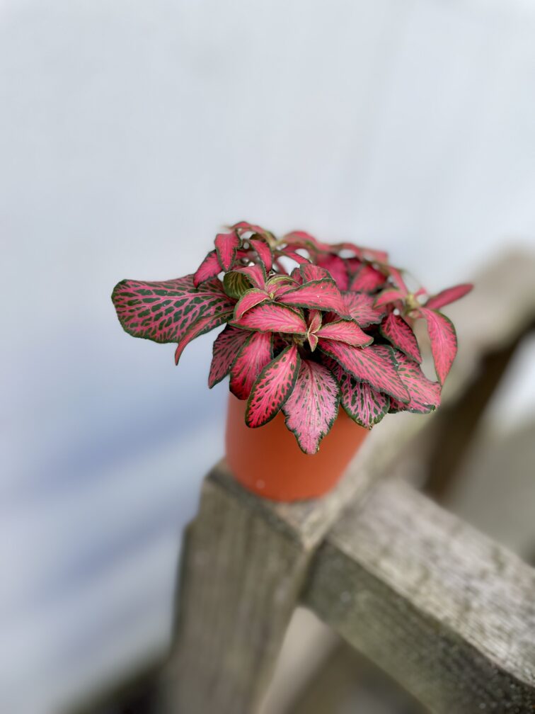 Zdjęcie rosliny doniczkowej Fittonia Forest Flame, ujęcie 2