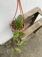 Zdjęcie rosliny doniczkowej Hoya callistophylla, ujęcie 1