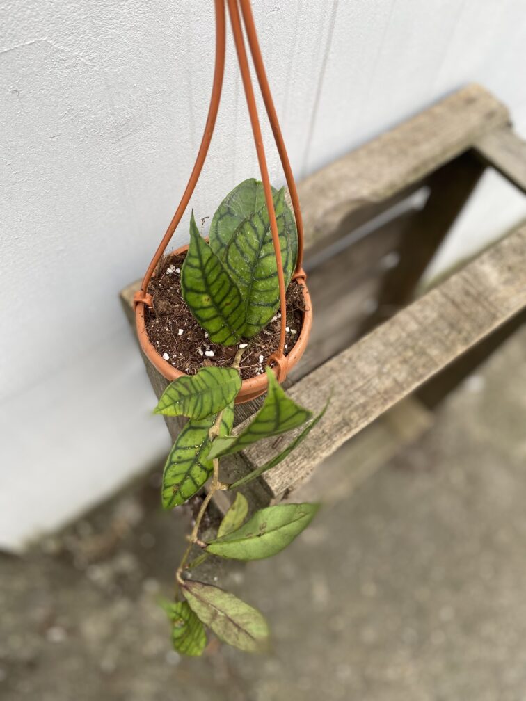 Zdjęcie rosliny doniczkowej Hoya callistophylla, ujęcie 1