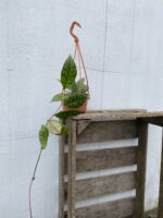Zdjęcie rosliny doniczkowej Hoya callistophylla, ujęcie 2