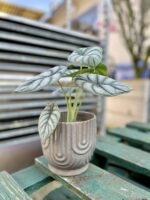 Zdjęcie doniczki lub oslonki: Osłonka Jellyfish grey, ujęcie 2