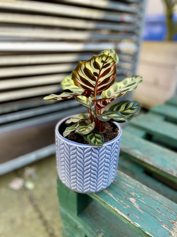 Zdjęcie doniczki lub oslonki: Osłonka Jodła 12 × 12 cm, ujęcie 2