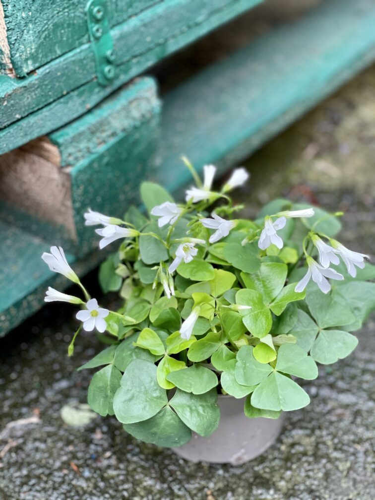 Zdjęcie rosliny doniczkowej Oxalis Triangularis (Szczawik trójlistny), ujęcie 2