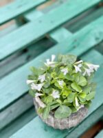 Zdjęcie rosliny doniczkowej Oxalis Triangularis (Szczawik trójlistny), ujęcie 3