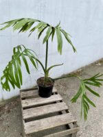 Zdjęcie rosliny doniczkowej Philodendron Elegans, ujęcie 1