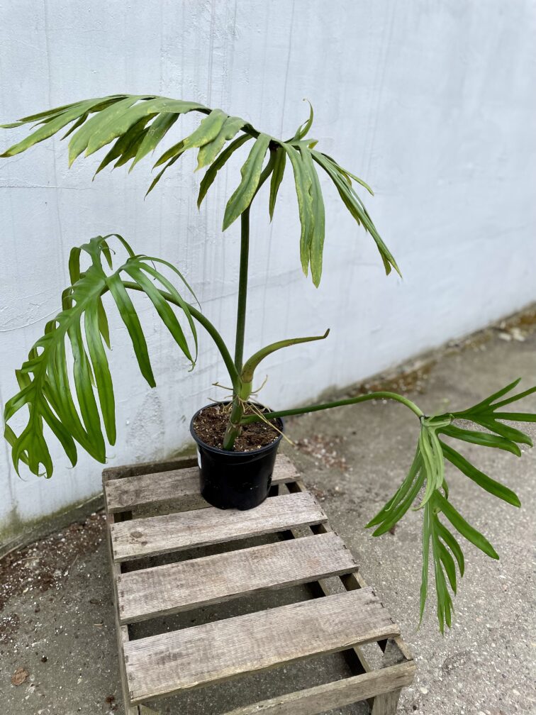 philodendron-elegans_19x70-1_1711111888.jpg Zdjęcie rosliny doniczkowej Philodendron Elegans, ujęcie 1