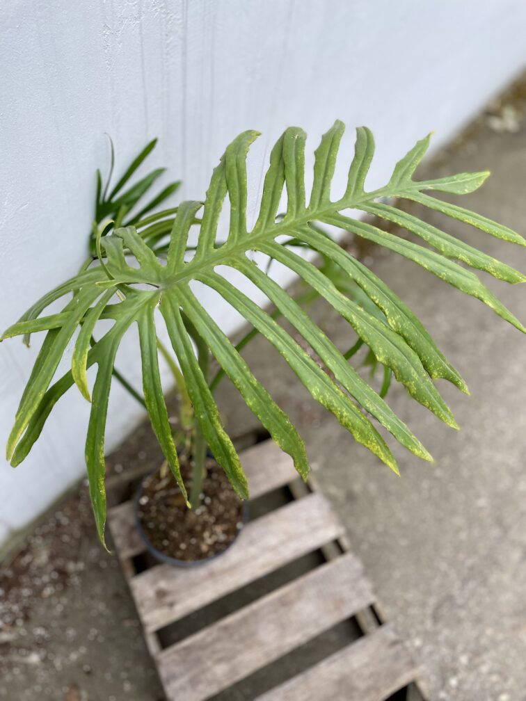 Zdjęcie rosliny doniczkowej Philodendron Elegans, ujęcie 2