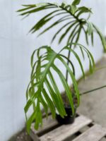 Zdjęcie rosliny doniczkowej Philodendron Elegans, ujęcie 3