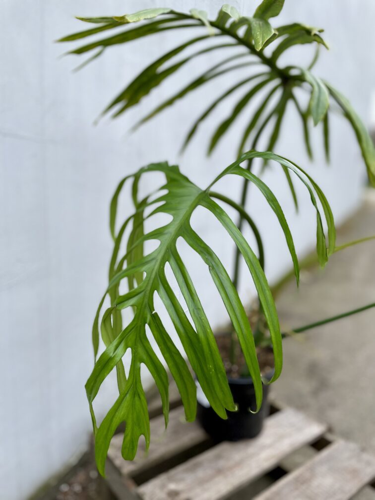 Zdjęcie rosliny doniczkowej Philodendron Elegans, ujęcie 3