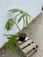 Zdjęcie rosliny doniczkowej Philodendron Elegans, ujęcie 5