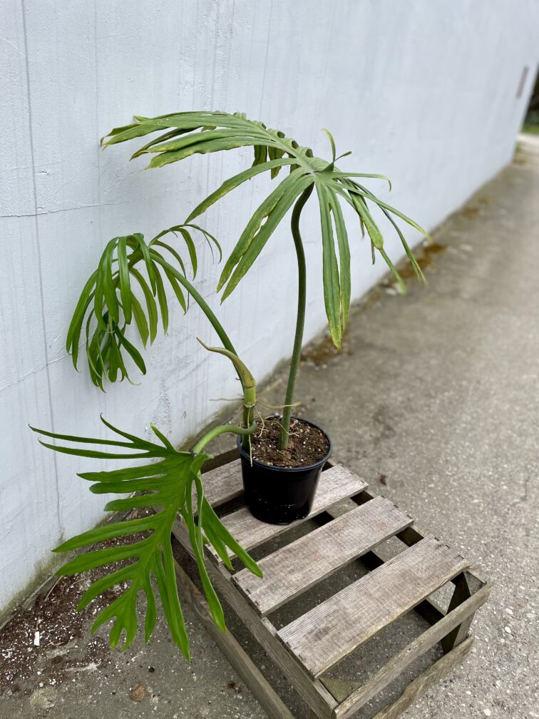 Zdjęcie rosliny doniczkowej Philodendron Elegans, ujęcie 5