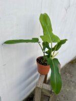Zdjęcie rosliny doniczkowej Philodendron Jerry Horne, ujęcie 1