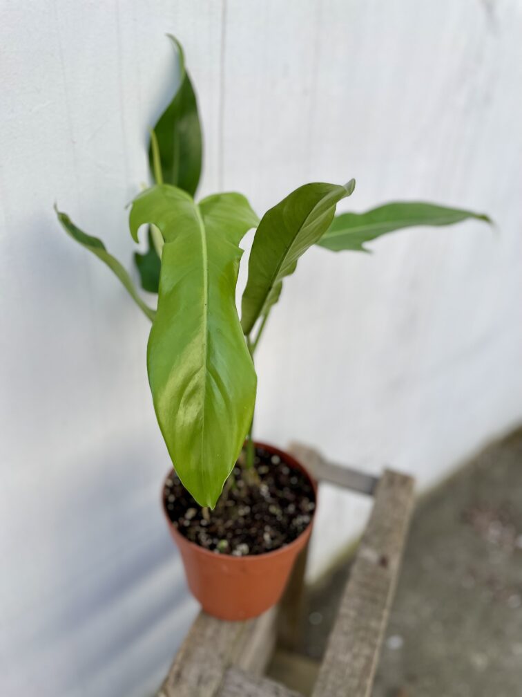 Zdjęcie rosliny doniczkowej Philodendron Jerry Horne, ujęcie 2