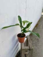 Zdjęcie rosliny doniczkowej Philodendron Jerry Horne, ujęcie 3