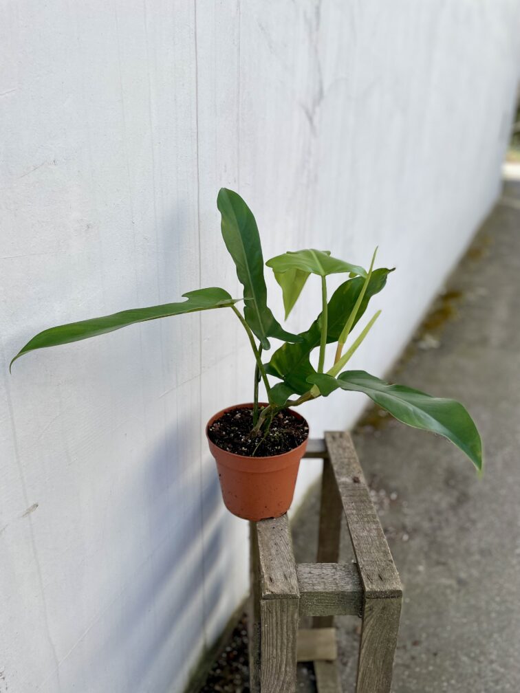 Zdjęcie rosliny doniczkowej Philodendron Jerry Horne, ujęcie 3