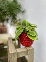 Zdjęcie rosliny doniczkowej Pilea Moonvalley, ujęcie 1