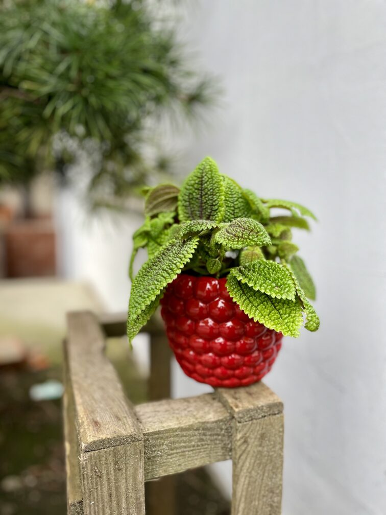 Zdjęcie rosliny doniczkowej Pilea Moonvalley, ujęcie 1