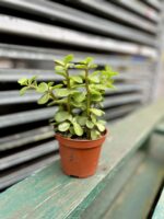 Zdjęcie rosliny doniczkowej Portulacaria afra, ujęcie 1