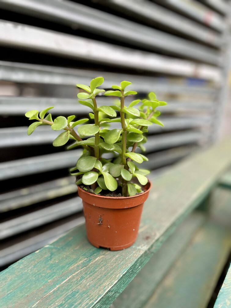 Zdjęcie rosliny doniczkowej Portulacaria afra, ujęcie 1