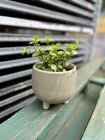Zdjęcie rosliny doniczkowej Portulacaria afra, ujęcie 2