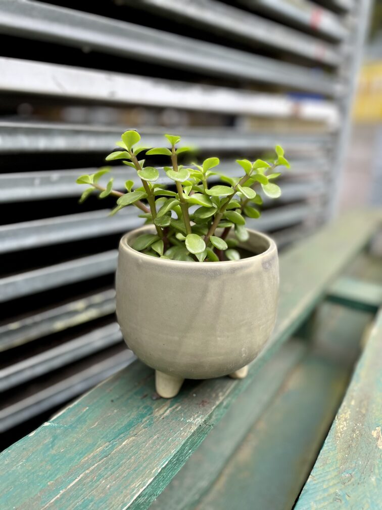 Zdjęcie rosliny doniczkowej Portulacaria afra, ujęcie 2