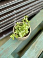 Zdjęcie rosliny doniczkowej Portulacaria afra, ujęcie 3