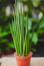 Zdjęcie rosliny doniczkowej Sansevieria baccharis Mikado, ujęcie 1