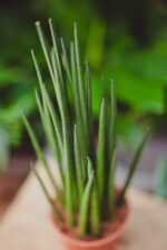 Zdjęcie rosliny doniczkowej Sansevieria baccharis Mikado, ujęcie 2
