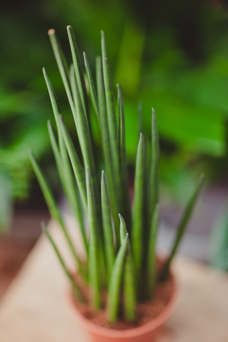 Zdjęcie rosliny doniczkowej Sansevieria baccharis Mikado, ujęcie 2