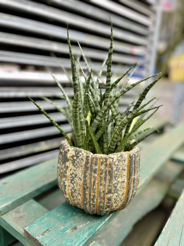 sansevieria-fernwood-punk_12x40-1_1711112111.jpg Zdjęcie rosliny doniczkowej Sansevieria Fernwood Punk, ujęcie 1