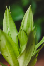 Zdjęcie rosliny doniczkowej Sansevieria Moonshine, ujęcie 1