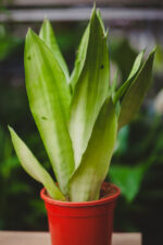 Zdjęcie rosliny doniczkowej Sansevieria Moonshine, ujęcie 2