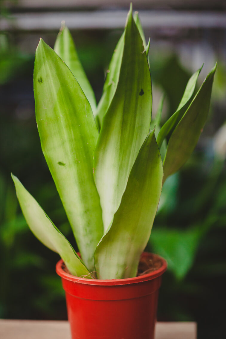Zdjęcie rosliny doniczkowej Sansevieria Moonshine, ujęcie 2