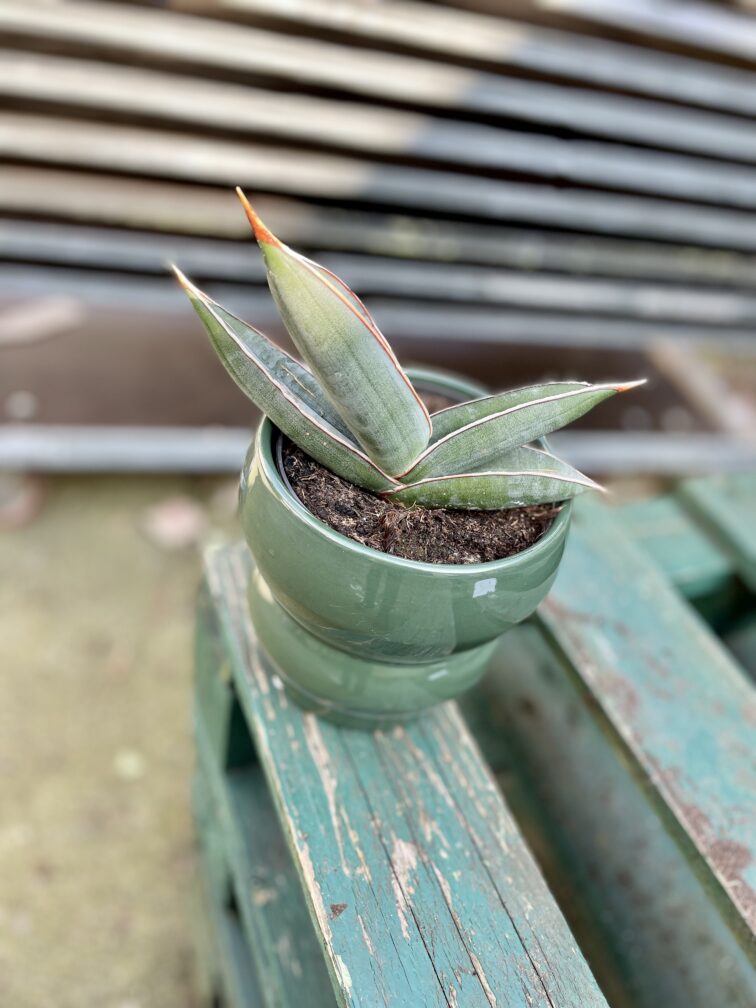sansevieria-silver-almond_12x18-1_1709901297.jpg Zdjęcie rosliny doniczkowej Sansevieria Silver Almond, ujęcie 1