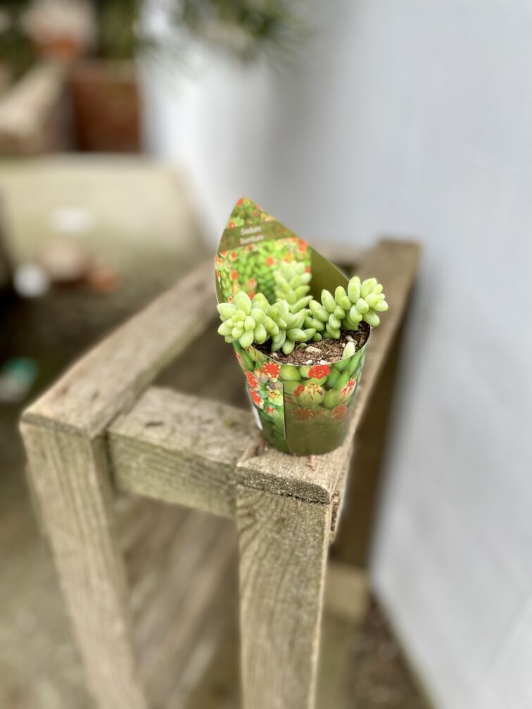 Zdjęcie rosliny doniczkowej Sedum burrito, ujęcie 2