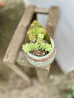 Zdjęcie rosliny doniczkowej Sedum burrito, ujęcie 3
