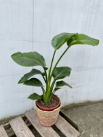 Zdjęcie rosliny doniczkowej Strelitzia Nicolai, ujęcie 1