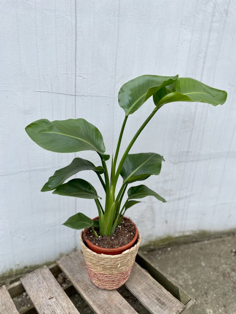Zdjęcie rosliny doniczkowej Strelitzia Nicolai, ujęcie 1