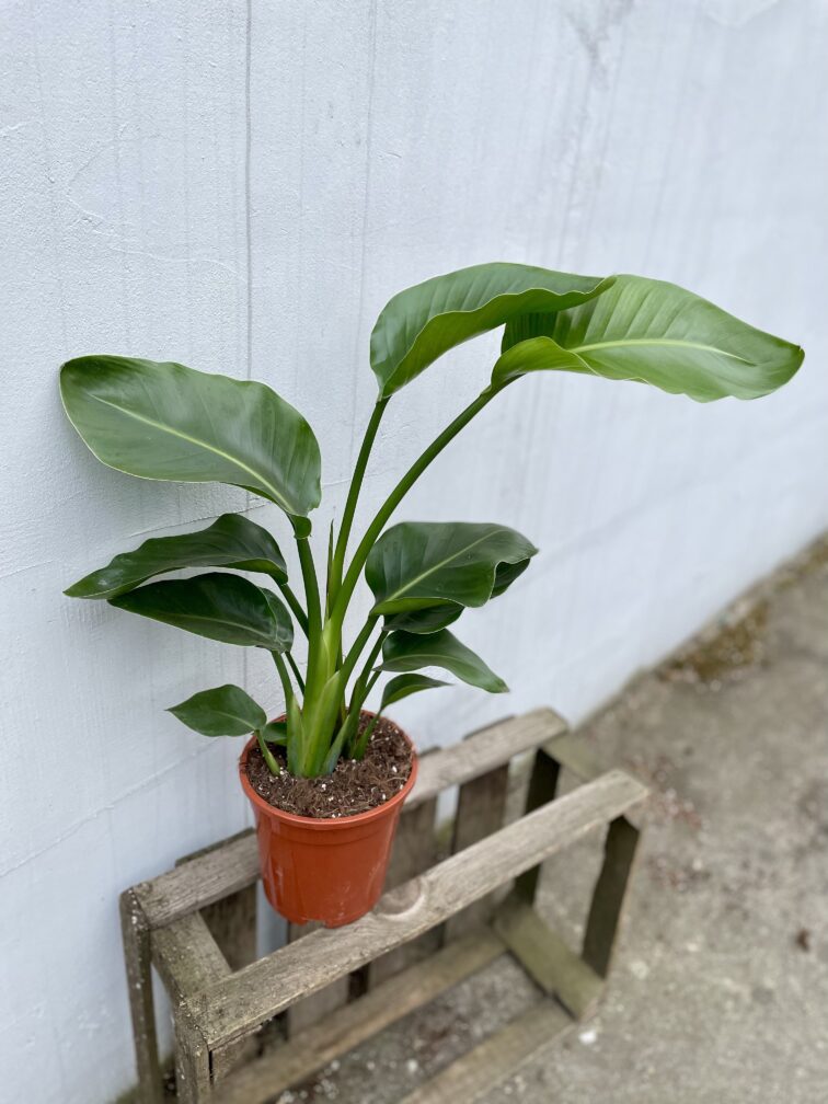 Zdjęcie rosliny doniczkowej Strelitzia Nicolai, ujęcie 3