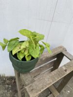 Zdjęcie rosliny doniczkowej Syngonium Mango Allusion, ujęcie 1