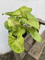 Zdjęcie rosliny doniczkowej Syngonium Mango Allusion, ujęcie 2