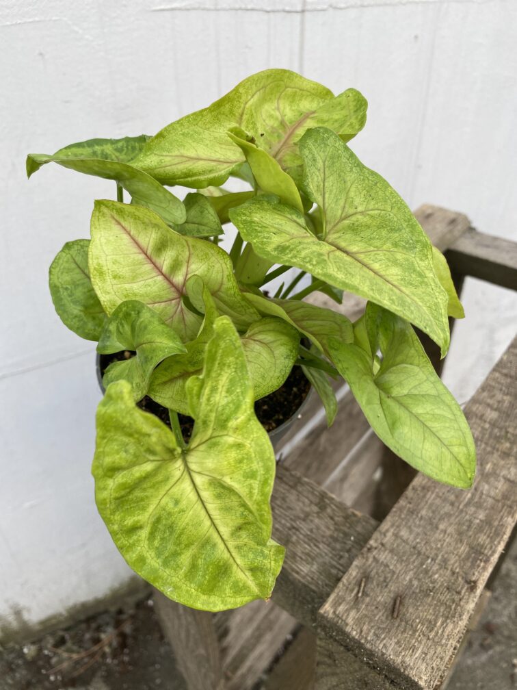 Zdjęcie rosliny doniczkowej Syngonium Mango Allusion, ujęcie 2