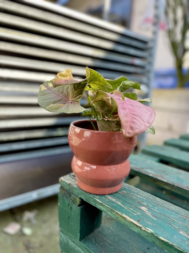 Zdjęcie rosliny doniczkowej Syngonium Neon Robusta, ujęcie 1