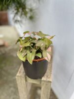 Zdjęcie rosliny doniczkowej Syngonium Pink Splash Allusion, ujęcie 1